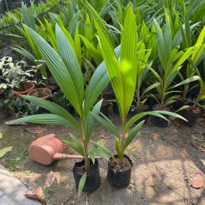 Kelapa Kopyor