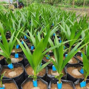 Kelapa Genjah