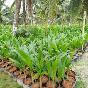 Kelapa Hibrida Genjah