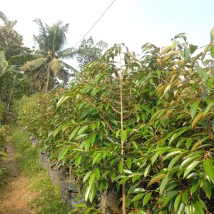 Durian Planterbag 35