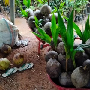 Kelapa Wuling